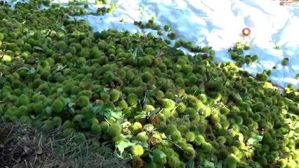 Aydın'da kestane hasadı başladı