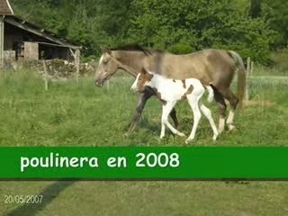 NOS JUMENTS POULINIERES