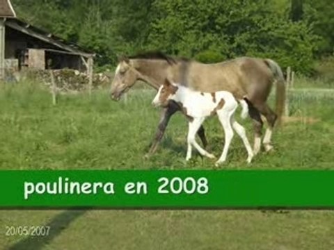 NOS JUMENTS POULINIERES