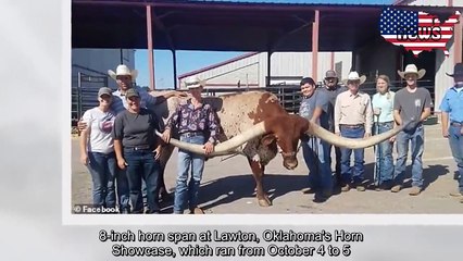 Download Video: Une vache Texas Longhorn bat le record du monde des cornes les plus longues