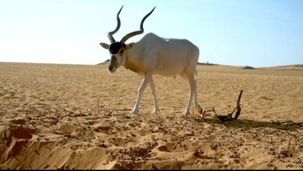 Niger oil exploration plan threatens West Africa's major reserve