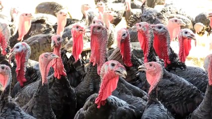 Devlet desteği ile hindi çiftliği kurdu - BATMAN