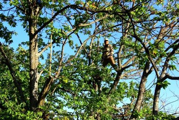 Kestane hasadı için ağaca tırmanan işçilere günlük 350 TL yevmiye veriliyor
