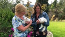 Ragdoll Kittens for sale Seattle