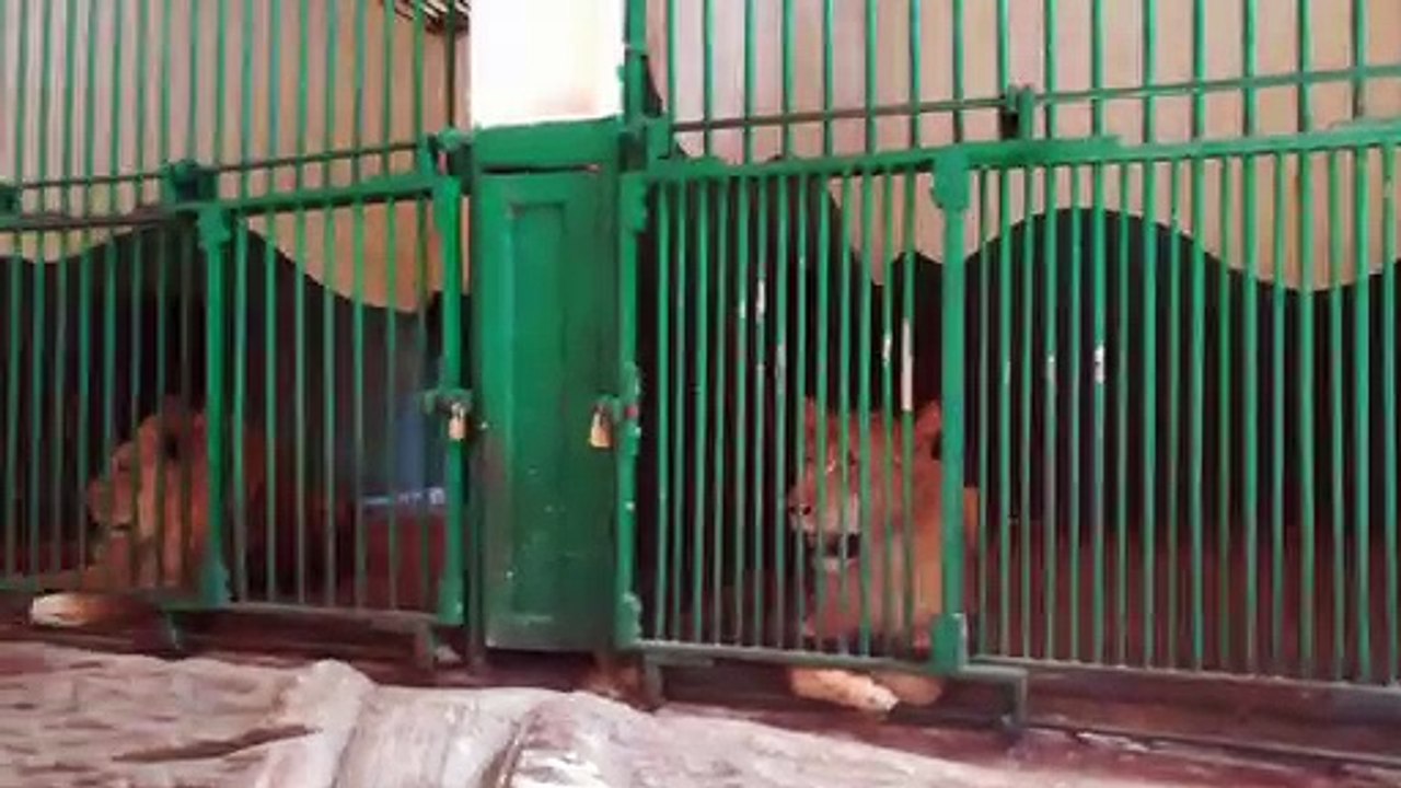 Separated Lion Got Depressed Of Female Fight