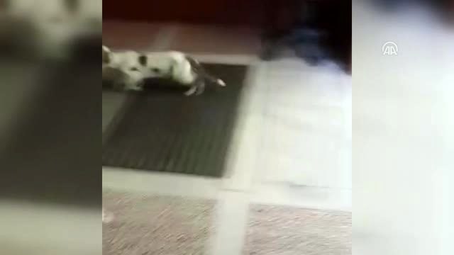 Kaymakamlık binasının davetsiz misafiri (2)