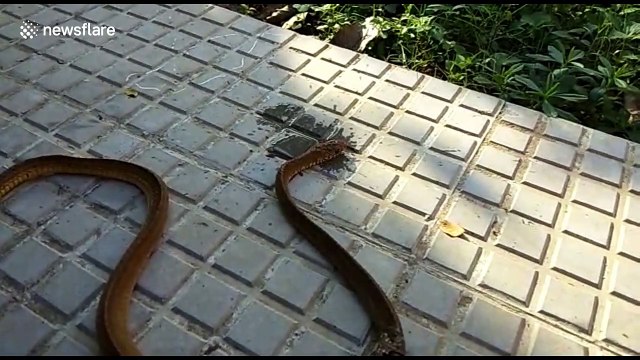 Rescuer finds rat snake with a ring around its body