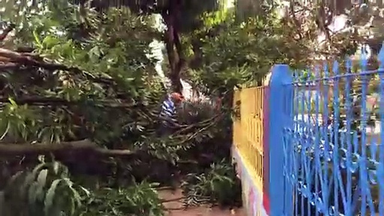 Mangueira cai em frente a creche Mary Cezarina, em Tailândia