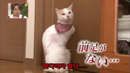 32★[고로] 앞발을 잃은 고양이