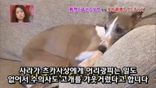 24★[사라] 집을 파괴해 버리는 개