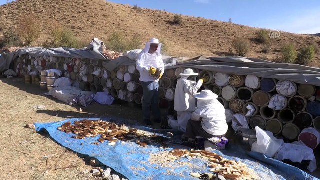 3 bin rakımlı yaylalarda karakovan balı hasadı başladı - BİTLİS