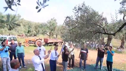 Zeytinyağının litresini 100 bin liradan satışa sunacaklar - MUĞLA