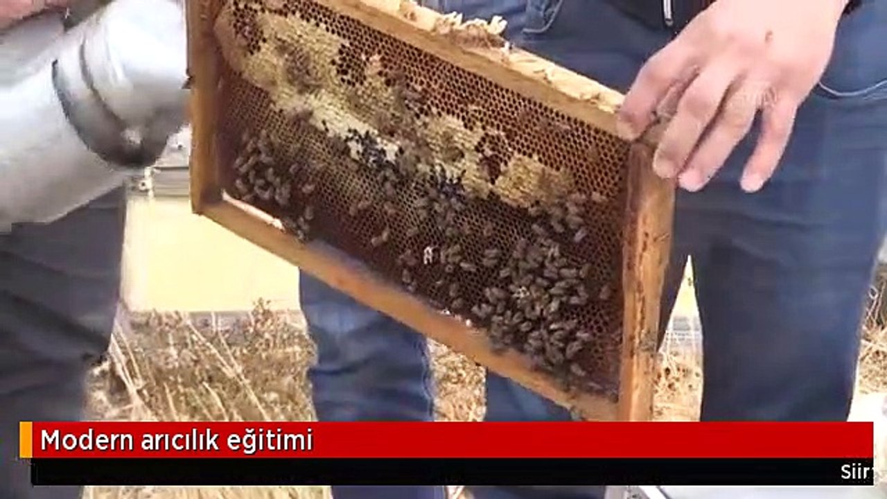 Modern arıcılık eğitimi