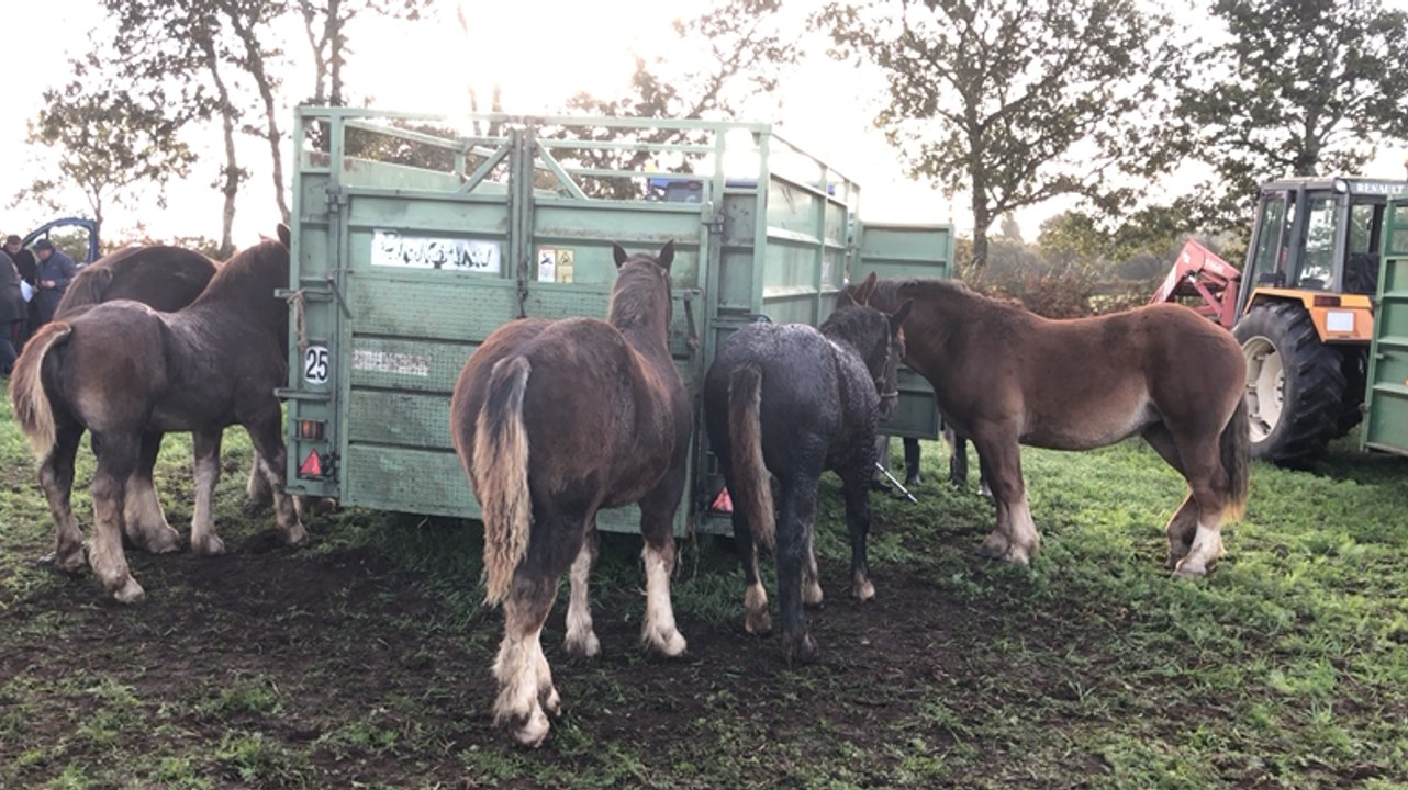 Plus de 170 poulains et pouliches à la foire de Kerien
