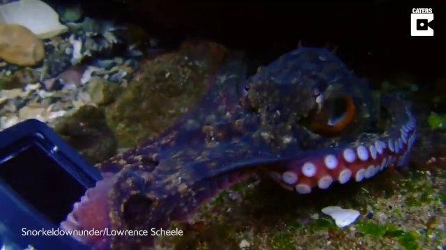 Un poulpe veut voler la caméra d'un plongeur