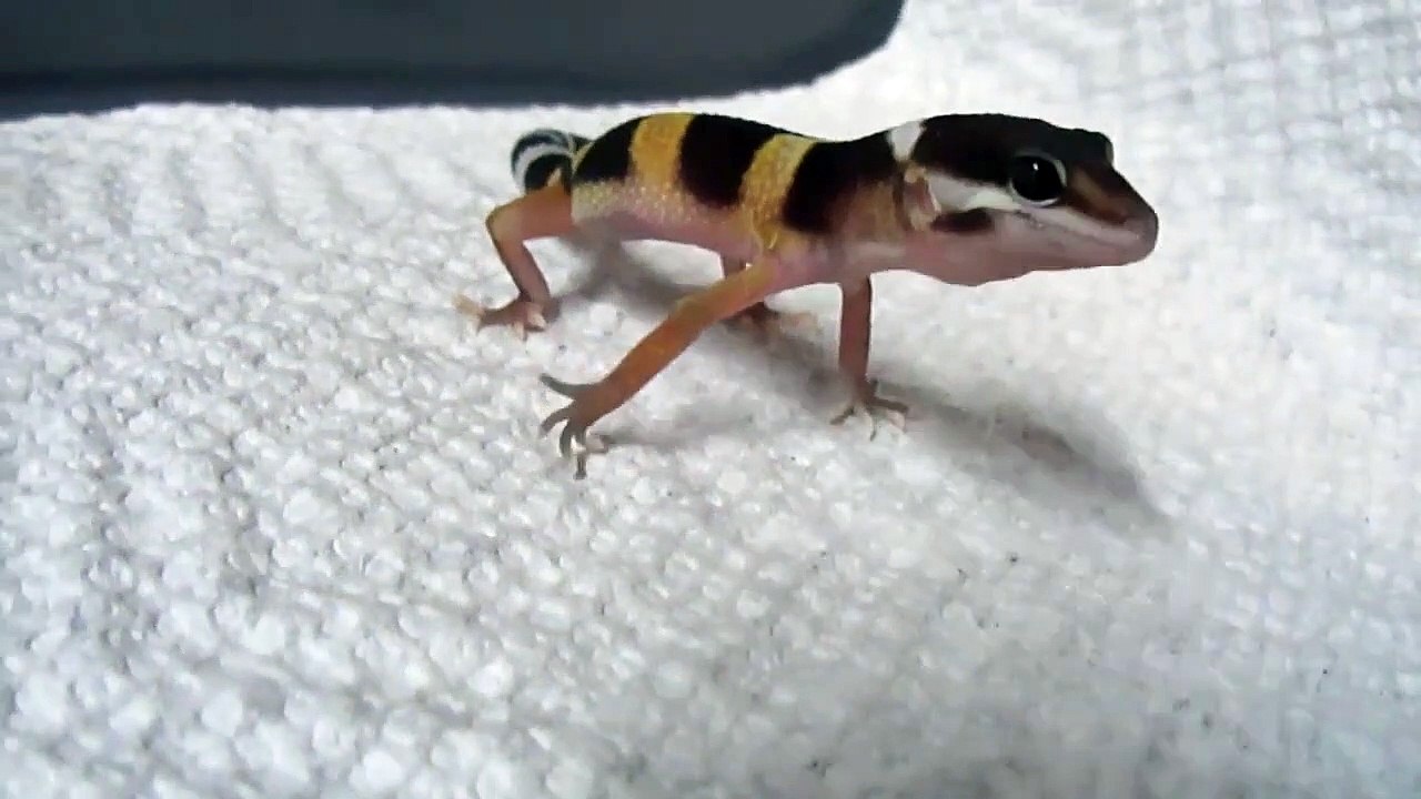 Ce Bebe Lezard Gecko A Un Cri Impressionnant Ecoutez Video Dailymotion