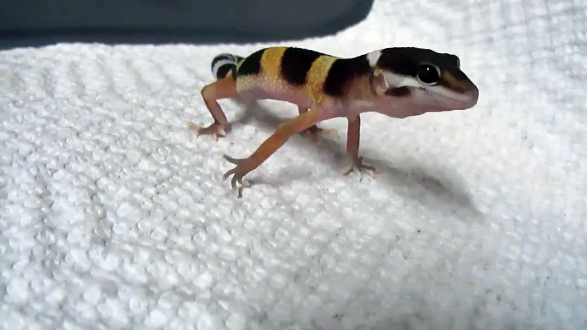 Ce Bebe Lezard Gecko A Un Cri Impressionnant Ecoutez Video Dailymotion