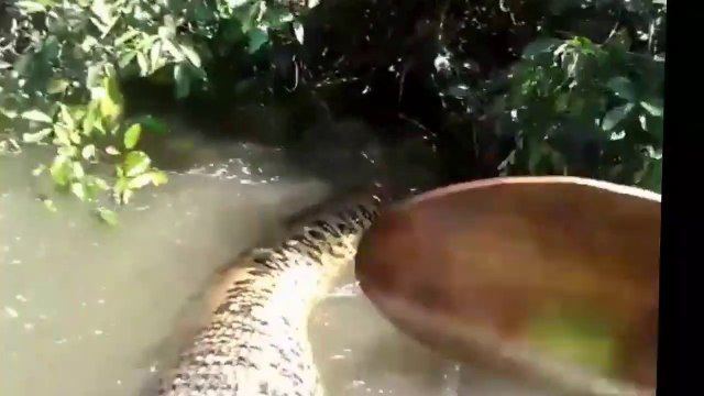 L'anaconda que ces brésiliens découvrent dans le fleuve Amazone est immense