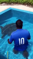 Huge Turtle Pulled Out of the Pool