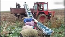 World Modern Agriculture,Cutting Flower Tulips,Cabbage harvesting part 2