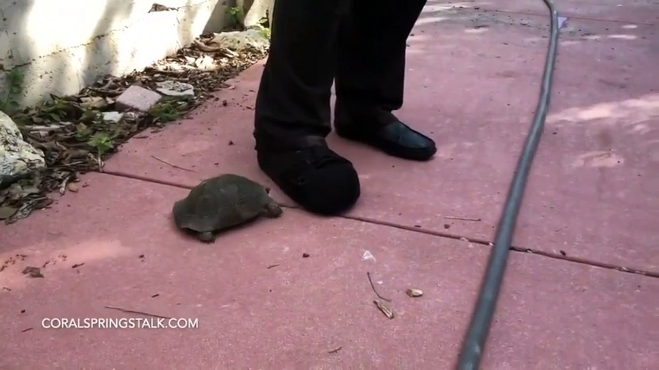 Coups de tête d'une tortue sur une chaussure ! Trop mignonne