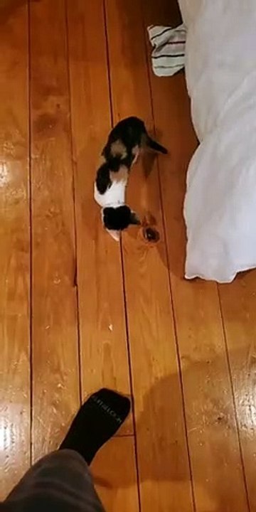 Ce chat se bat avec... une noeud de bois dans le parquet