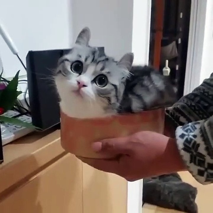 猴子输送机