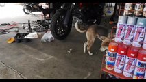 Dog becomes best friends with orphaned chick