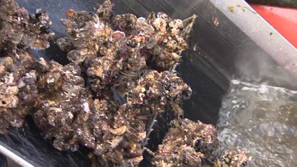 제철 맞은 '남해안 굴' 본격 수확 / YTN