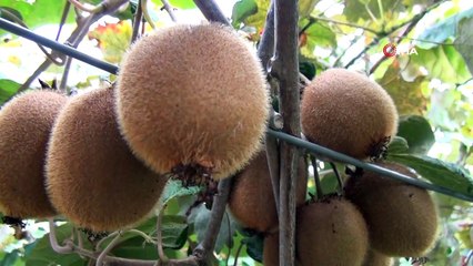 Mersin’de kivi hasadı başladı