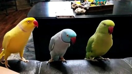 Parrot's Hand Signals Impress Peers