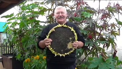 ПОДСОЛНЕЧНИК (ПОДСОЛНУХ) КРУПНОПЛОДНЫЙ «ЛАКОМКА»