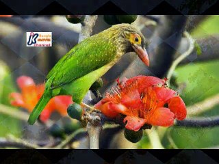 Sobai amay premik bole, Singer- Basir Ahmed and Meena Basir,