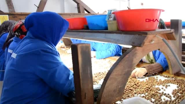 Ordu-çinliler, türk fındığı peşinde