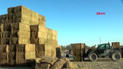 Aksaray'dan ortadoğu'ya yıllık 75 milyon liralık yonca ihracatı