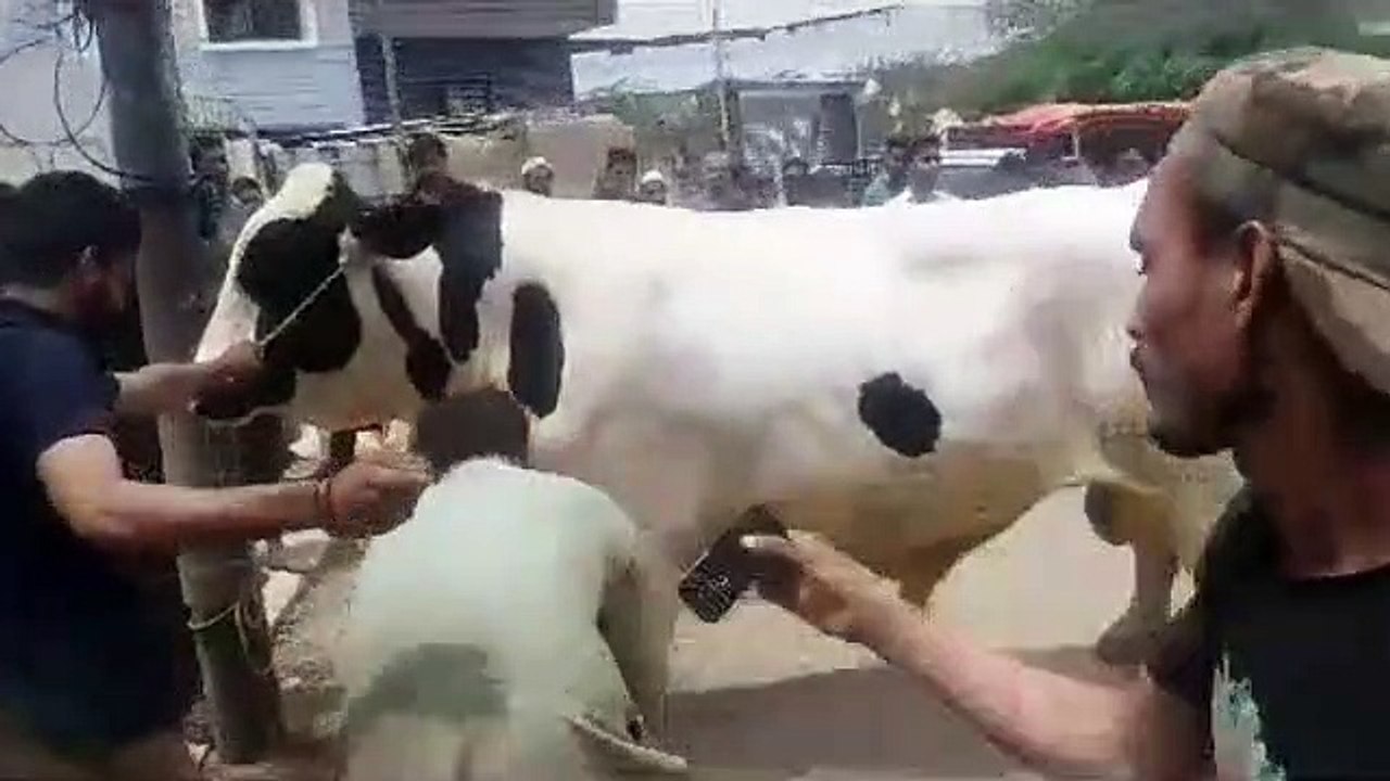 EID UL ADHA 2019 - BAKRA EID PAKISTAN Beautiful Bulls For Qurbani 2019 In Karachi