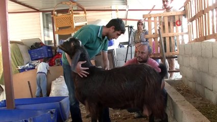 Sadece bir tanesi günde 6 kilo süt veriyor