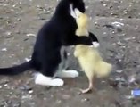 Kedi ve ördek yavrusunun sevimli halleri
