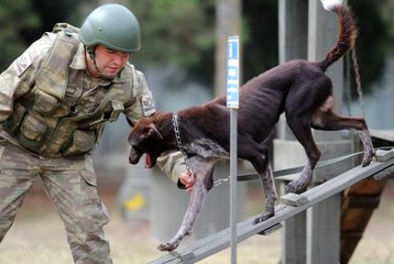 Sınır ötesi operasyonlara yerli ırk köpek