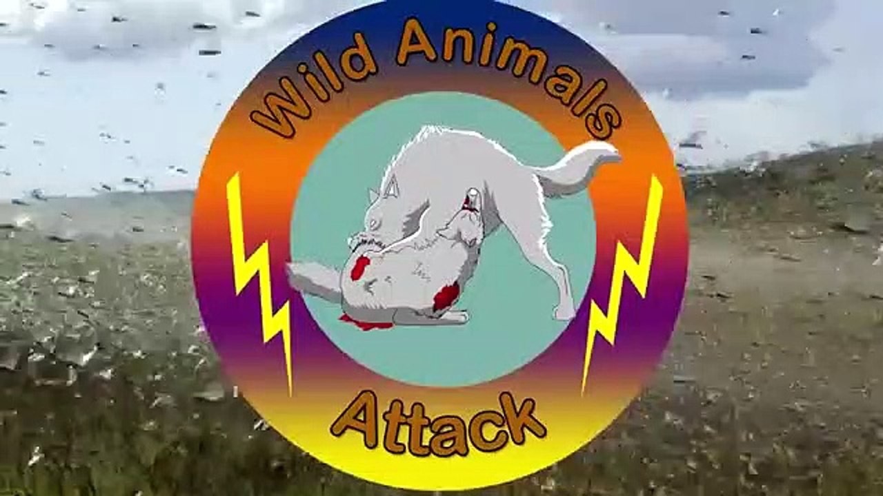 Amazing Baboons Attacking the Cheetah to Save Gazelle - Wild Animal Attacks