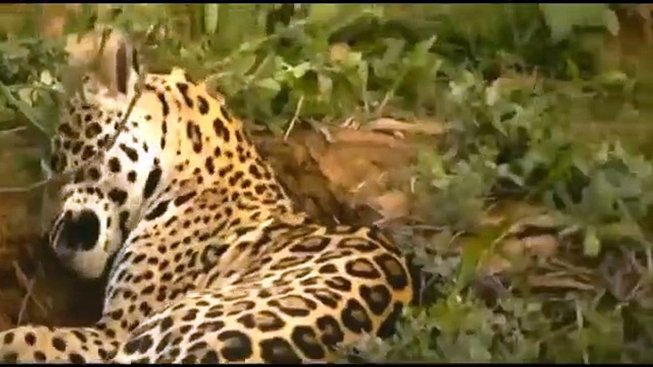 Amazing Big cats Hunting Crocodile While Sleeping   Leopard Jaguar cheetah Big Battle Animals Real