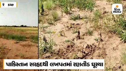 પાકિસ્તાન સરહદથી લખપતમાં રણતીડ ઘૂસ્યા, પાકભક્ષી તીડના પ્રવેશથી રાતદિવસ ધરતીપુત્રોના ચોકી પહેરા