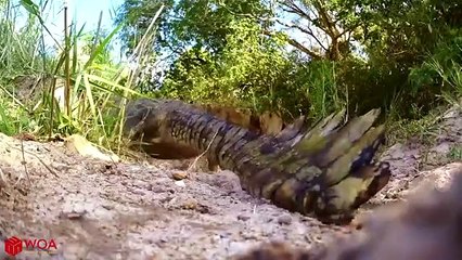 Amazing Bird Defends Crocodile Eggs From Monitor Lizard Hunting