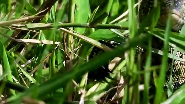 Amazing Birds Protect Crocodile Eggs From Monitor Lizard Hunting Animals Save Other Animals