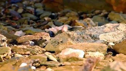 Amazing Capuchin Monkey Save Mouse To Snake Huntting Fail   Animal Save Animal