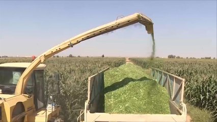 مشروع لإنتاج أعلاف المواشي عبر المياه المستصلحة بالأردن