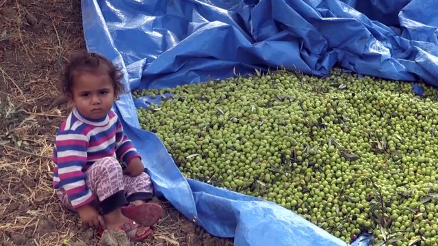 Zeytinde yüksek verim ve kalite üreticiyi sevindirdi - HATAY