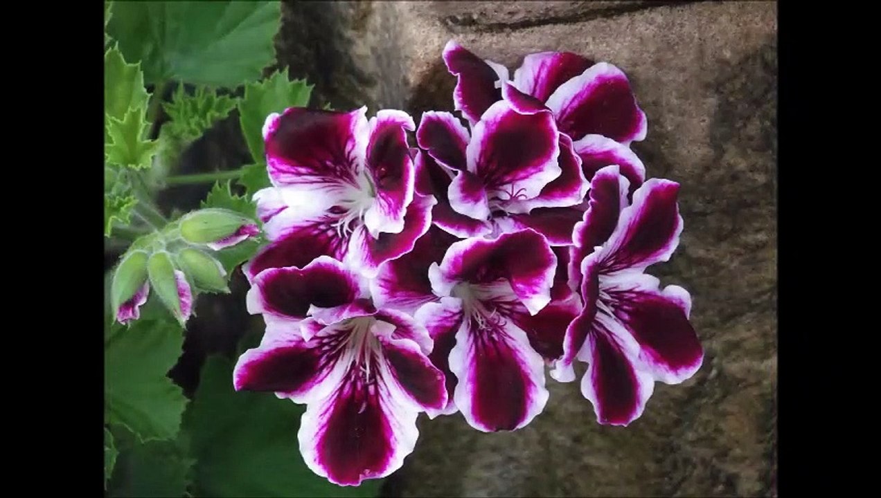 Holy Scriptural Rosary | Joyful Mysteries | Recitation with Song Combined