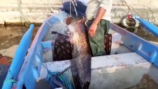 İznik Gölü'nde 2 metre boyunda 65 kilo ağırlığında dev yayın balığı yakalandı