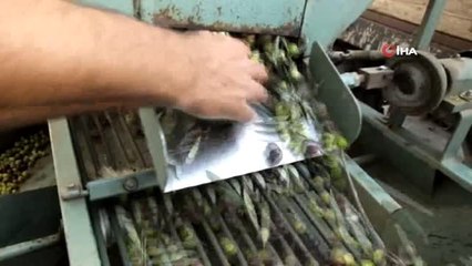 Balıkesir'de yeşil çizik zeytin yüz güldürdü